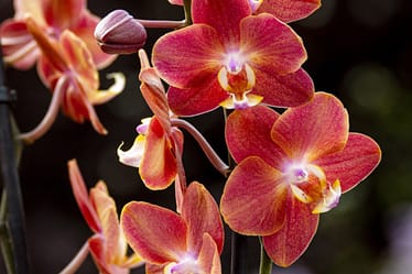 Phalaenopsis Horizon 4 Bvo 2824