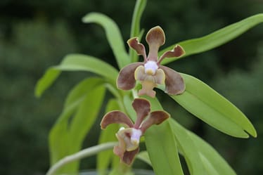 Vanda brunnea 8 Bvo 1461