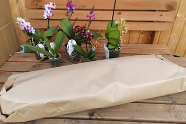 Orchideen online bestellen bei Frost 4 1656705804674