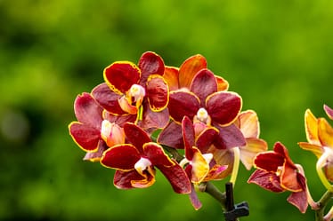 Doritaenopsis Esmee 2 Doritaenopsis esmee