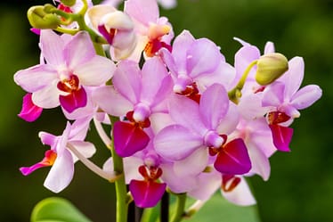 Doritaenopsis Liu's Cute Angel 11 Bvo 2186