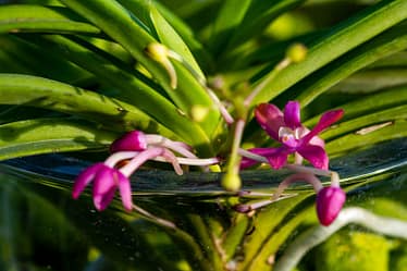 🌸 Ascofinetia Cherry Blossom – Wenn der Zufall zur Blüte führt 3 Bvo 2696