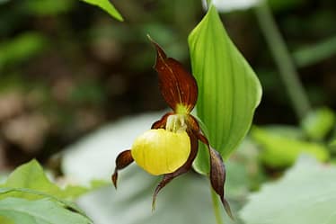Frauen- & Wanderschuhe 2 Gelbe Frauenschuh oder Gelb-Frauenschuh (Cypripedium calceolus)