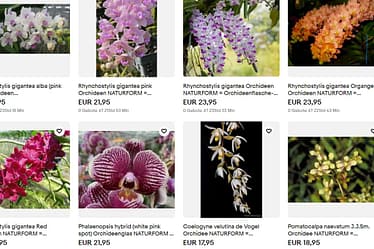 Orchideen Jungpflanzen in Flaschen 4 Orchid babies