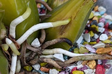 🌱 Colomi als Orchideensubstrat – die beste Wahl für gesunde Wurzeln 3 Raus An Die Frische Luft – Orchideen Update 29.06.2024