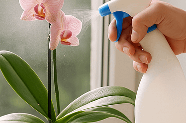 Orchid Spray & Orchid Myst – Was bringt das Blattspray wirklich? 4 Chatgpt image 1. juni 2025, 07 11 15