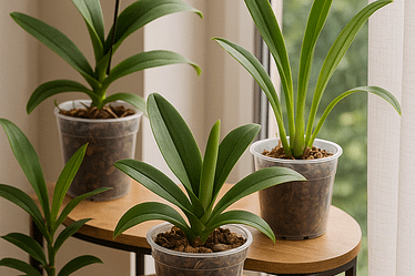 ☀️ Mehr Tipps zur Sommerpflege und dem richtigen Standort findest du hier 2 Chatgpt image 5. juni 2025, 21 29 16