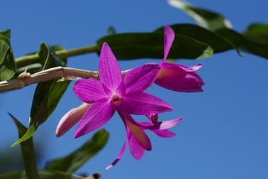 Dendrobium 2 BVO 5328