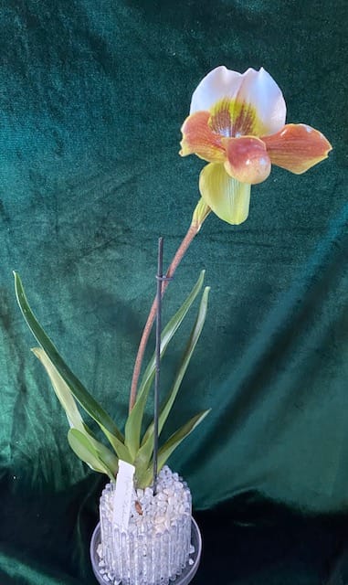 #1 Erfahrung über Colomi 10 IMG_8814