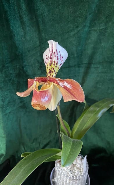 #1 Erfahrung über Colomi 8 IMG_8816