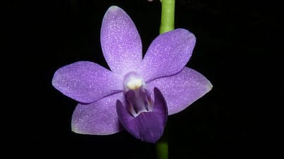 Phalaenopsis Evarise Blue Angel 'purple halo' 13 P1060082