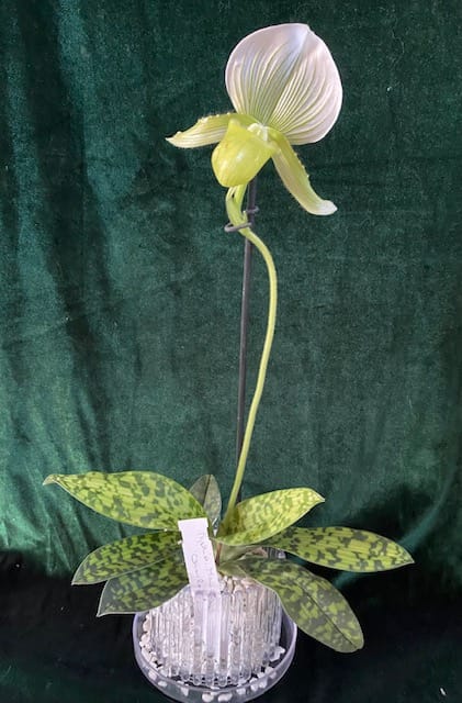 #1 Erfahrung über Colomi 9 IMG_8815