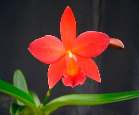 Cattleya die nächste große Gattung auf Youtube 2 Was dem gärtner so blüht!