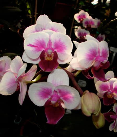 Phalaenopsis 1 Dsc09540
