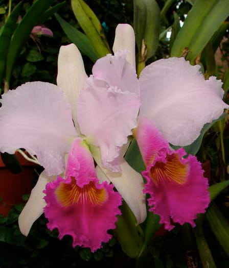Cattleya 1 Dsc09056