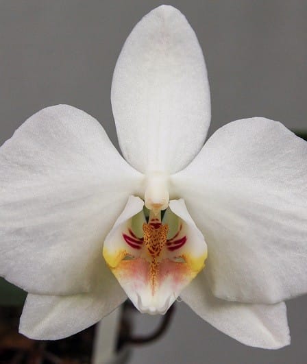 Phalaenopsis amabilis 3 Phalaenopsis amabilis grandiflora 1