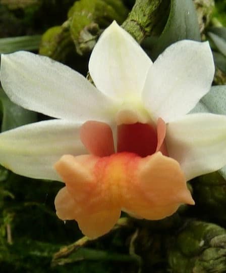 Dendrobium bellatulum 1 Orchids & more ismaning 17.07.2010 1