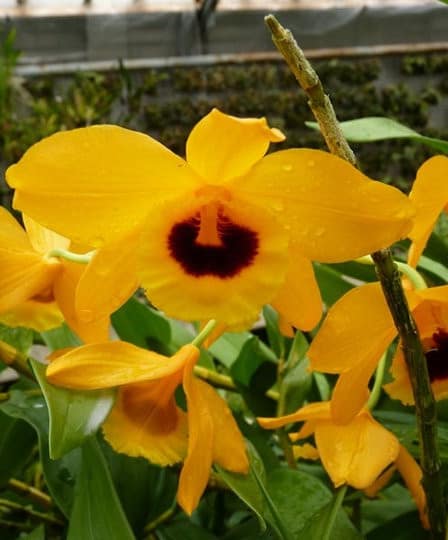 Dendrobium chrysanthum 6 Orchids & more ismaning 17.07.2010 18