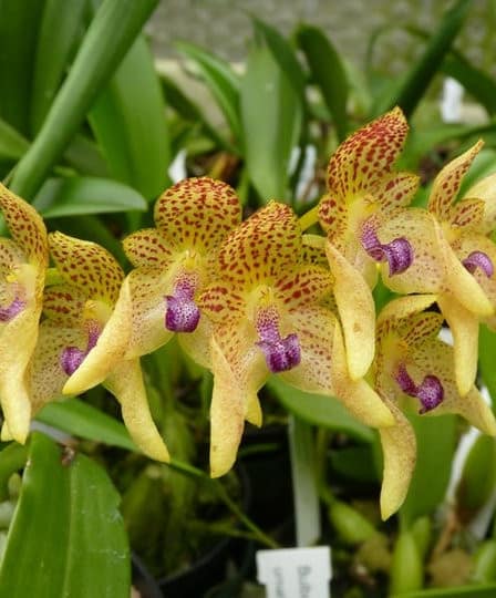 Bulbophyllum 1 Orchids & more ismaning 17.07.2010 3