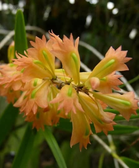 Dendrobium faciferum 1 Dendrobium faciferum