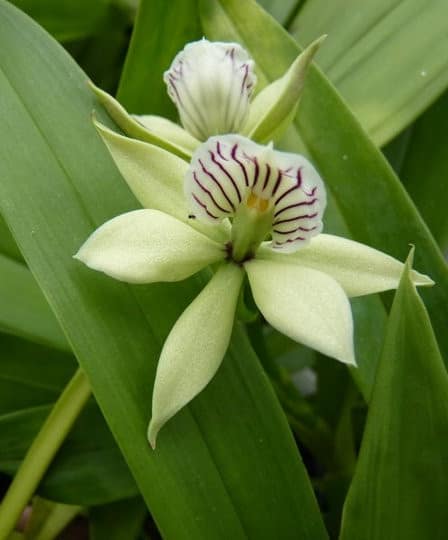 Encyclia 4 Orchids & more ismaning 17.07.2010 52