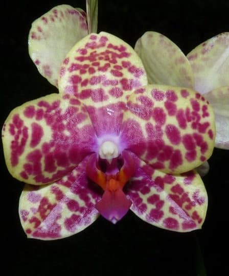 Hallo Orchideenfreunde! 8 Was dem gärtner so blüht!