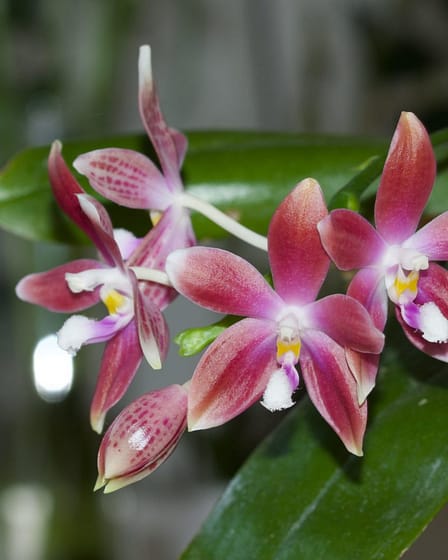 Phalaenopsis speciosa 3 Bvo 5042
