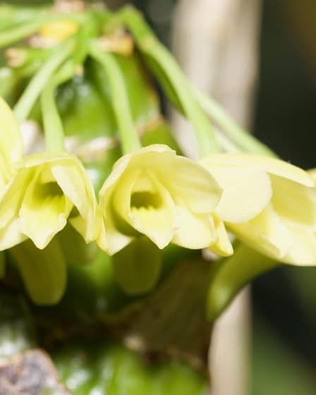 Dendrobium platycaulon 6 Bvo 5099