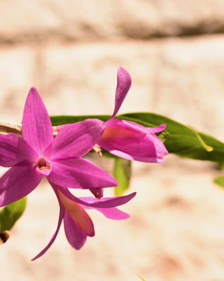 Update: Jeder kennt sie, doch keiner mag sie 1 BVO