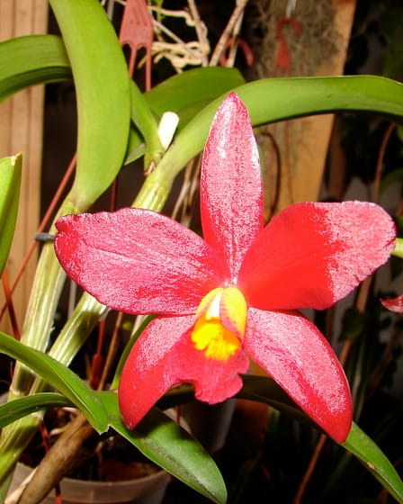 🌞 Hier findest du eine Übersicht geeigneter Standorte für Cattleyen & Co 2 DSC00177