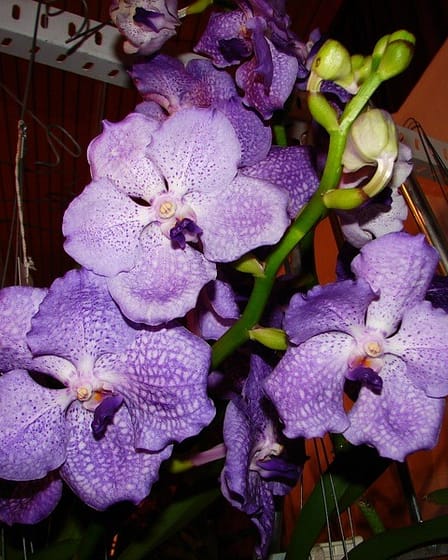 Vanda 3 Dsc01229