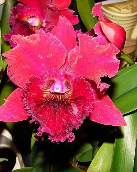 🔄 Mehr über Verjüngung und Teilung von Cattleyen erfährst du hier 2 DSC01266