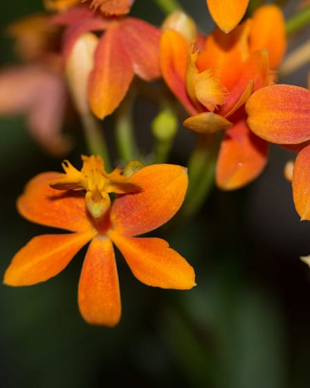 Epidendrum 6 Bvo 1363