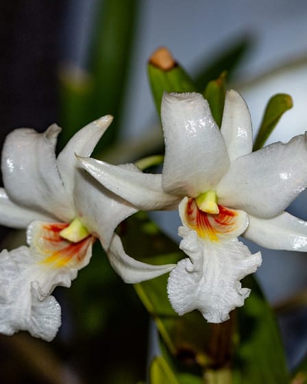 Dendrobium kontumense 3 Bvo 1376