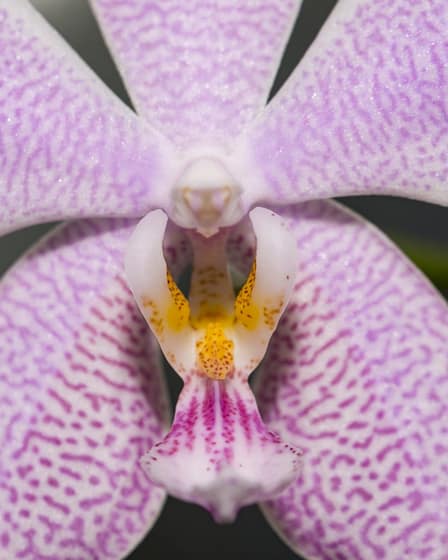 Phalaenopsis Almaho 57 Bvo 3034
