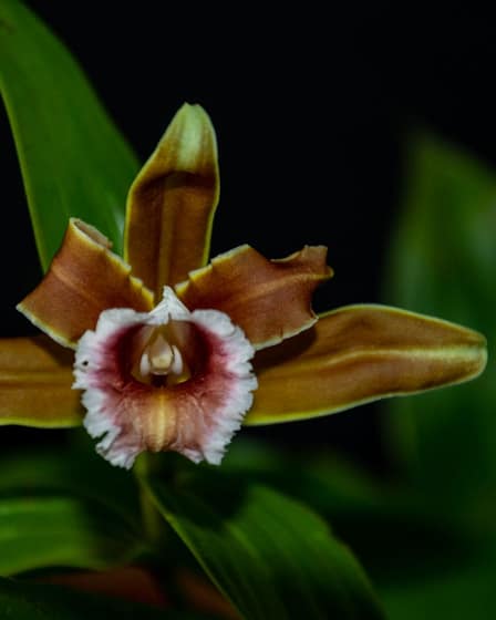 Sobralia atropubescens 7 Bvo 7253