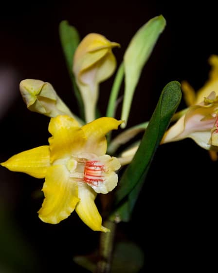 Dendrobium lowii 2 Bvo 8939