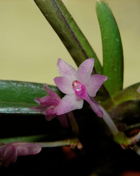 Vanda nana (Ascocentrum pusillum) 9 Ascocentrum pusillum