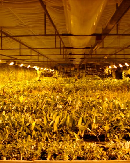 Zäpfchen sind was für den .... 5 Dsc00362