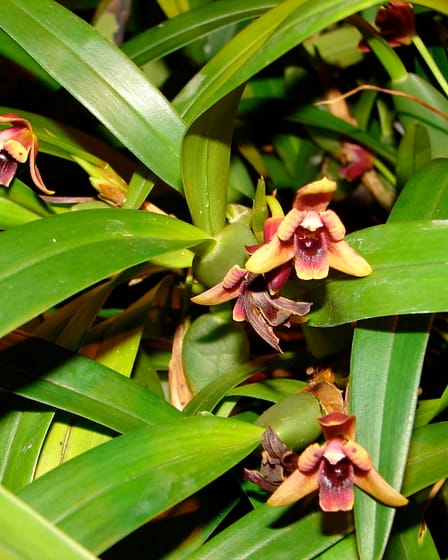 Maxillaria 8 Dsc00405
