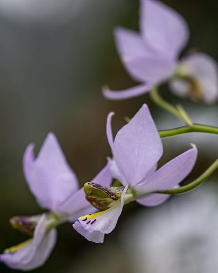 Meine Top 6 Mittelamerika Orchideen 1 Dsc01253