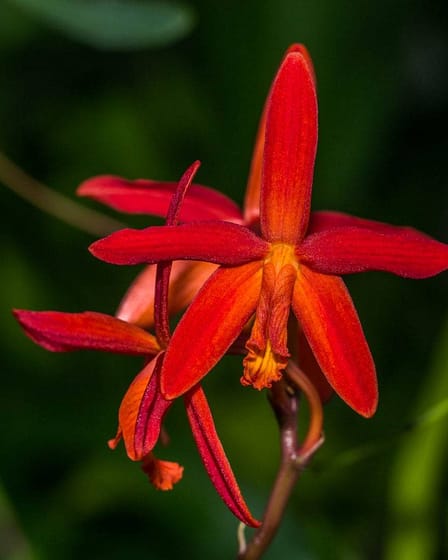 Pura Vida in Mittelamerika 1 Dsc08279