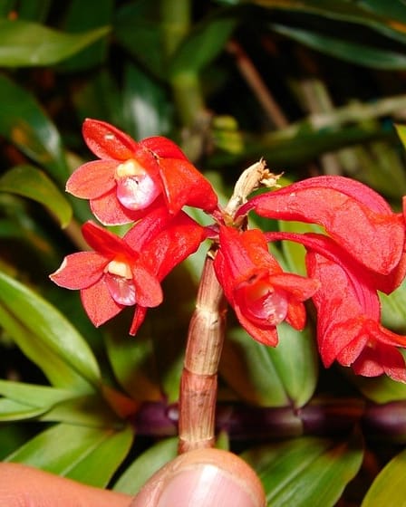 Dendrobium lawesii 5 O und m 09.02.2010 26