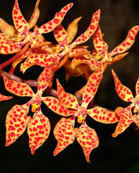 Renanthera monachica 10 Dsc01244