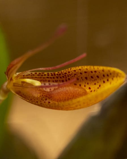 Restrepia 5 Restrepia mohrii