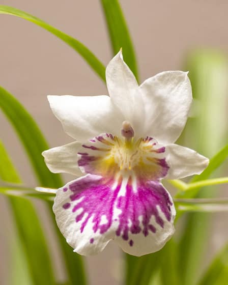 Miltonia phalaenopsis 11 Bvo 7006