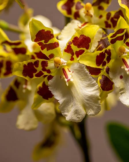 Colmanara Wildcat 'White lip' 3 Colmanara wildcat 'white lip' 2