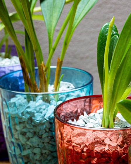 Masdevallia 3 Bvo 7116