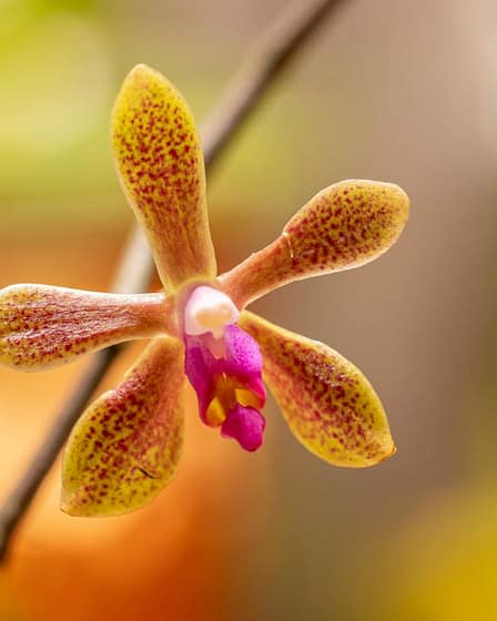 Phalaenopsis maculata x Phalaenopsis honghenensis 8 Phalaenopsis maculata x phalaenopsis honghenensis