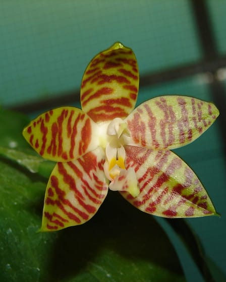 Phalaenopsis venosa 6 Dsc09471